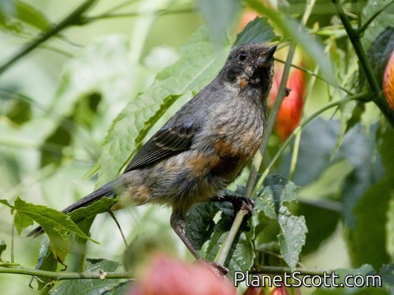Black-throated Flowerpiercer (Diglossa brunneiventris) - Juvenile