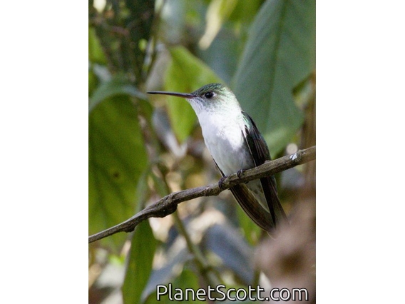 White-bellied Hummingbird (Elliotomyia chionogaster)
