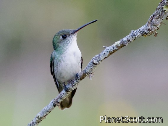 Green-and-white Hummingbird (Elliotomyia viridicauda)