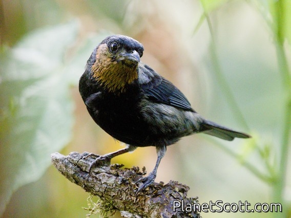 Silvery Tanager (Stilpnia viridicollis)
