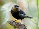 Silvery Tanager (Stilpnia viridicollis)