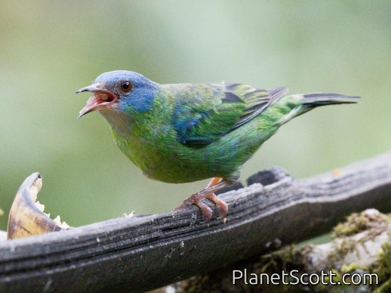 Blue Dacnis (Dacnis cayana) - Female