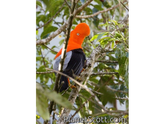 Andean Cock-of-the-rock (Rupicola peruvianus)