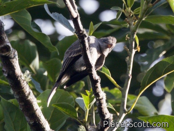 Smoke-colored Pewee (Contopus fumigatus)