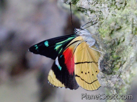 Eighty-eight Butterfly (Perisama humboldtii)