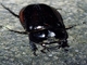 Masked Chafer Beetle (Pucaya pulchra)