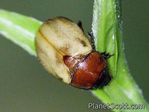 Masked Chafer Beetle (Cyclocephala melanocephala)