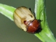 Masked Chafer Beetle (Cyclocephala melanocephala)