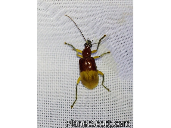 Skeletonizing Leaf Beetle (Diabroticina sp)