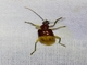 Skeletonizing Leaf Beetle (Diabroticina sp)