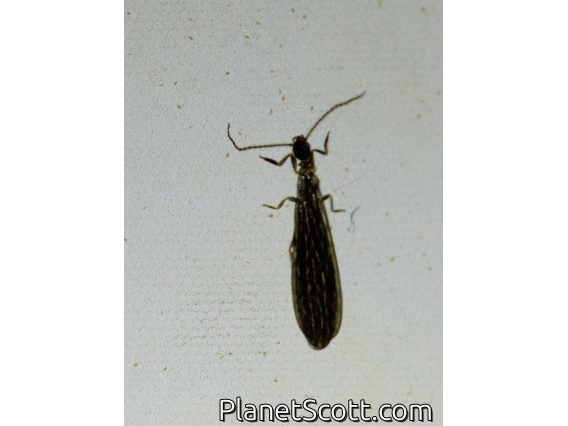 Net-spinning Caddisfly (Hydropsychidae sp)