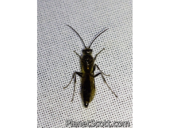 Wasp (Thynnidae sp)