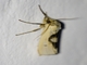 Lichen Moth (Agylla sp)