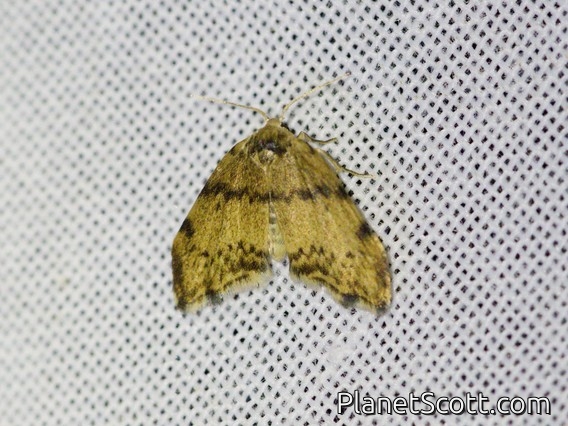 Lichen Moth (Cisthenina sp)