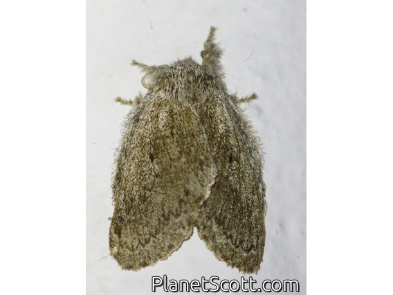 Lappet Moth (Lasiocampidae sp)