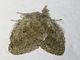 Lappet Moth (Lasiocampidae sp)