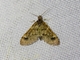 Pearl Moth (Deuterophysa sp)