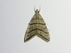 Crambid Snout Moth (Crambidae sp)