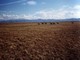 caribou (Rangifer tarandus)