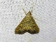 Crambid Snout Moth (Crambidae sp)