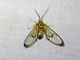 Tiger Moth (Mesothen sp)