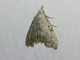Tufted Moth (Nola sp)