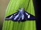 Crambid Snout Moth (Crambidae sp)