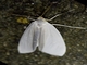 Lichen Moth (Agylla sp)