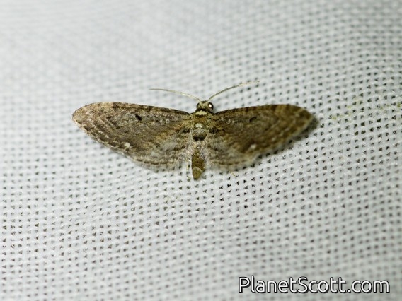 Pug Moth (Eupithecia sp)