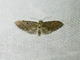 Pug Moth (Eupithecia sp)