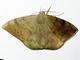 Geometer Moth (Oxydia sp)