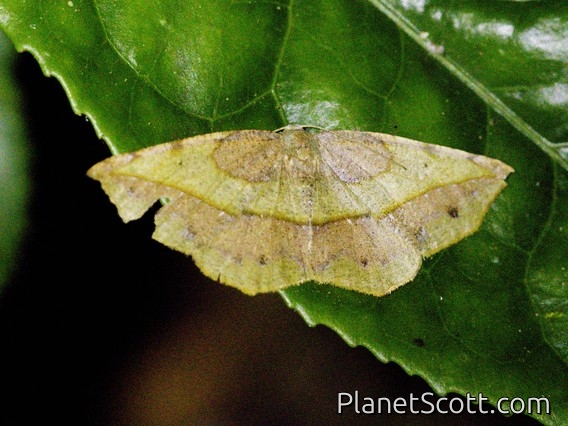 Geometer Moth (Ennominae sp)