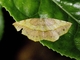 Geometer Moth (Ennominae sp)