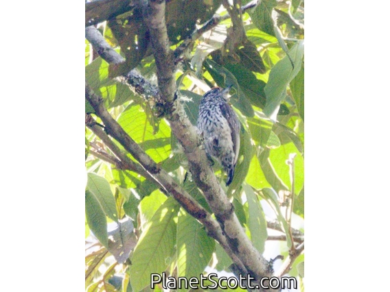 Ocellated Piculet (Picumnus dorbignyanus)
