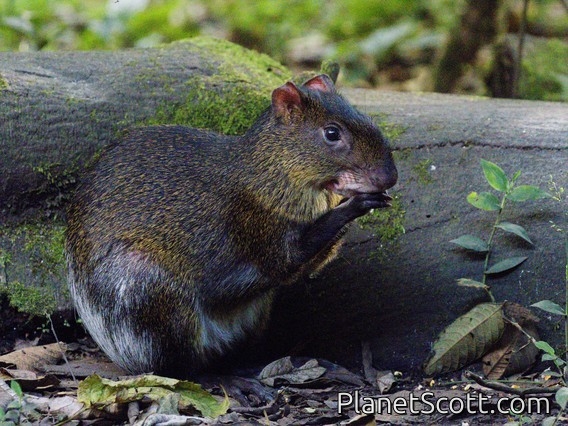 Brown Agouti (Dasyprocta variegata)
