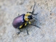 Skeletonizing Leaf Beetle (Coelomera sp)