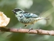 Beryl-spangled Tanager (Tangara nigroviridis)