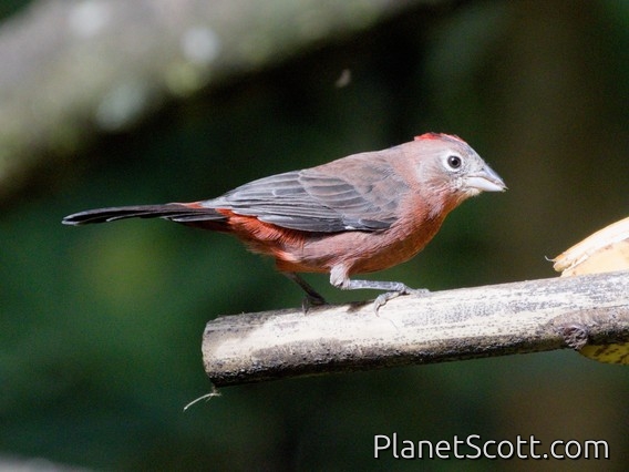 Red-crested Finch (Coryphospingus cucullatus)