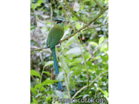 Andean Motmot (Momotus aequatorialis)