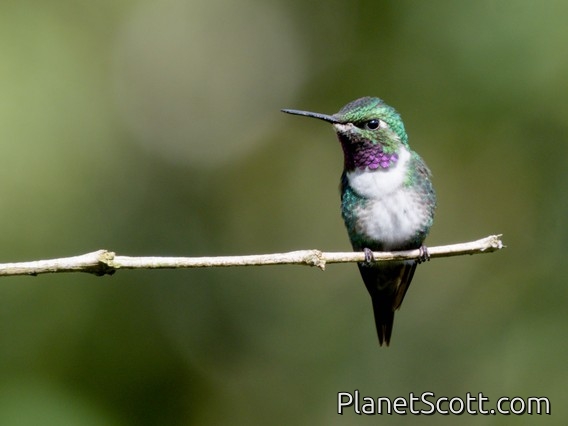 White-bellied Woodstar (Chaetocercus mulsant)