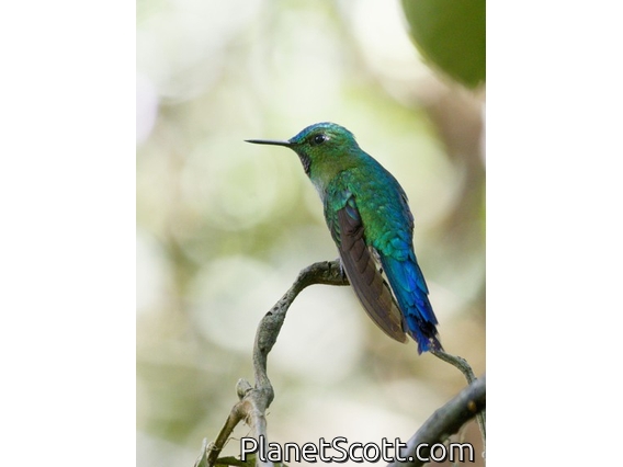 Long-tailed Sylph (Aglaiocercus kingii)