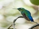 Long-tailed Sylph (Aglaiocercus kingii)
