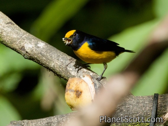 Orange-bellied Euphonia (Euphonia xanthogaster)