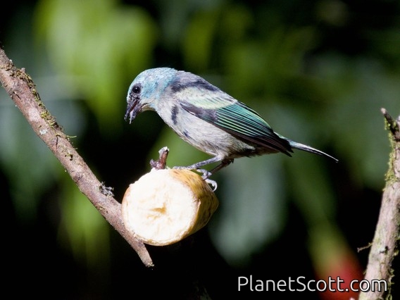 Blue Dacnis (Dacnis cayana)