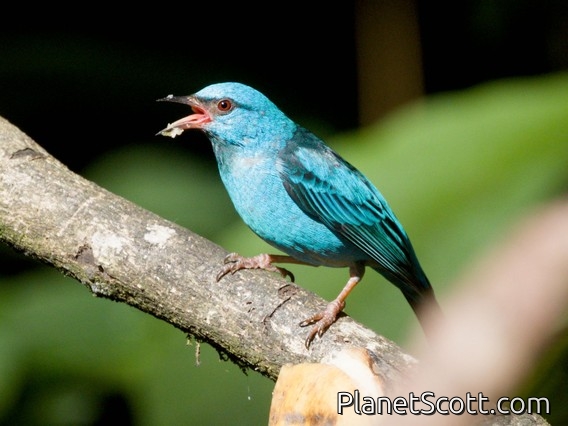 Blue Dacnis (Dacnis cayana)