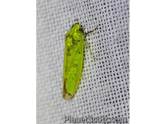Leafhopper (Paromenia sp)