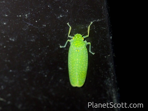 Leafhopper (Paromenia sp)
