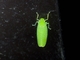 Leafhopper (Paromenia sp)