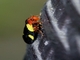 Spittlebug (Ischnorhininae sp)