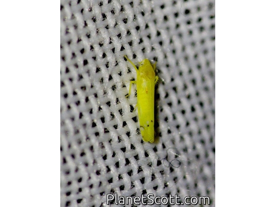 Leafhopper (Cicadellidae sp)